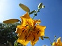 Lilja  
  
2024-07-08 Lilja_0011