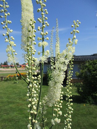 Höstsilverax {  } 