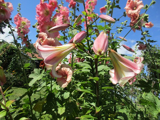 Trädlilja  
  
2024-07-14 Trädlilja_0044  
Granudden  
Färjestaden  
Öland