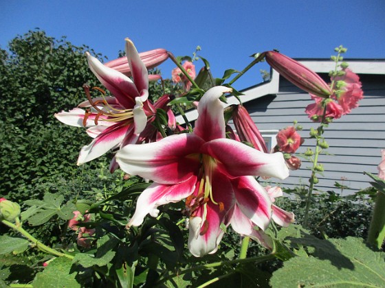 Trädlilja  
  
2024-07-18 Trädlilja_0048  
Granudden  
Färjestaden  
Öland