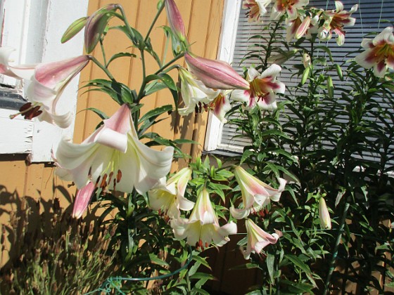 Trädlilja  
  
2024-07-18 Trädlilja_0098  
Granudden  
Färjestaden  
Öland