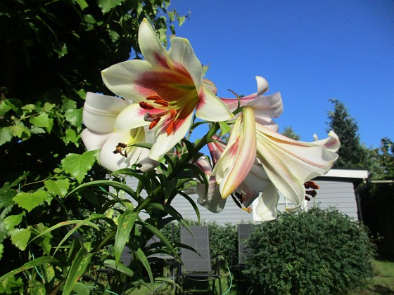 Trädlilja  
  
2024-07-18 Trädlilja_0194  
Granudden  
Färjestaden  
Öland