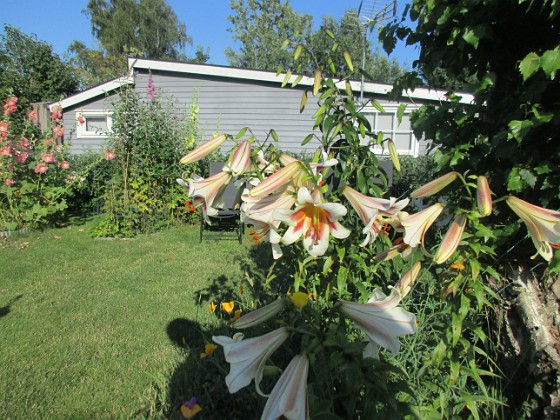 Trädlilja  
  
2024-07-18 Trädlilja_0196  
Granudden  
Färjestaden  
Öland