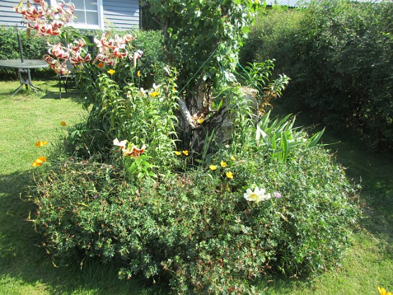 Björken  
  
2024-07-30 Björken_0112  
Granudden  
Färjestaden  
Öland