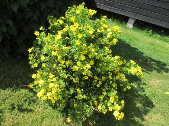 Ölandstok  
  
2024-07-30 Ölandstok_0074  
Granudden  
Färjestaden  
Öland