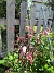 Akleja  
                                 
2025-05-12 Akleja_0024