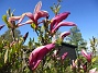                                 (2025-05-12 Magnolia_0052)