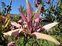                                 (2025-05-12 Magnolia_0053)