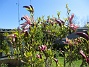 Magnolia  
                                 
2025-05-12 Magnolia_0054