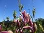 Magnolia  
                                 
2025-05-12 Magnolia_0055