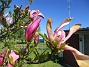                                 (2025-05-12 Magnolia_0058)