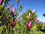                                 (2025-05-12 Magnolia_0059)