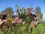 Magnolia  
                                 
2025-05-12 Magnolia_0060