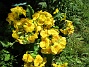                                 (2025-05-12 Primula_0074)