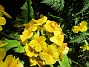 Primula  
                                 
2025-05-12 Primula_0076