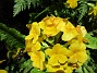 Primula  
                                 
2025-05-12 Primula_0077