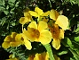                                 (2025-05-12 Primula_0078)