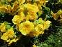                                 (2025-05-12 Primula_0079)