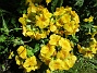 Primula  
                                 
2025-05-12 Primula_0080
