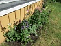 Altanen  
                                 
2025-05-14 Altanen_0032