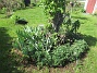 Björken  
                                 
2025-05-14 Björken_0060