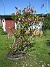 Magnolia  
                                 
2025-05-14 Magnolia_0066