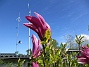 Magnolia  
                                 
2025-05-14 Magnolia_0067