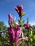 Magnolia  
                                 
2025-05-14 Magnolia_0068