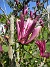 Magnolia  
                                 
2025-05-14 Magnolia_0069