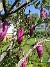Magnolia  
                                 
2025-05-14 Magnolia_0071
