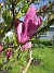Magnolia  
                                 
2025-05-14 Magnolia_0072
