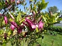 Magnolia  
                                 
2025-05-14 Magnolia_0073