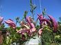 Magnolia  
                                 
2025-05-14 Magnolia_0074