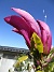 Magnolia  
                                 
2025-05-14 Magnolia_0076