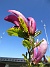 Magnolia  
                                 
2025-05-14 Magnolia_0077