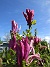 Magnolia  
                                 
2025-05-14 Magnolia_0078