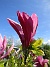 Magnolia  
                                 
2025-05-14 Magnolia_0079