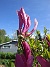 Magnolia  
                                 
2025-05-14 Magnolia_0080
