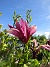 Magnolia  
                                 
2025-05-14 Magnolia_0081