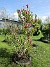 Magnolia  
                                 
2025-05-14 Magnolia_0082