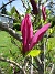 Magnolia  
                                 
2025-05-14 Magnolia_0085