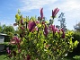 Magnolia  
                                 
2025-05-14 Magnolia_0086