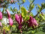 Magnolia  
                                 
2025-05-14 Magnolia_0107