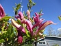 Magnolia  
                                 
2025-05-14 Magnolia_0108