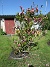Magnolia  
                                 
2025-05-14 Magnolia_0110