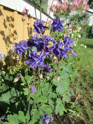 Akleja {  } 