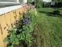                                 (2025-05-23 Altanen_0011)