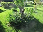 Björken  
                                 
2025-05-23 Björken_0058