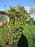 Magnolia  
                                 
2025-05-23 Magnolia_0031
