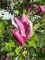 Magnolia  
                                 
2025-05-23 Magnolia_0032